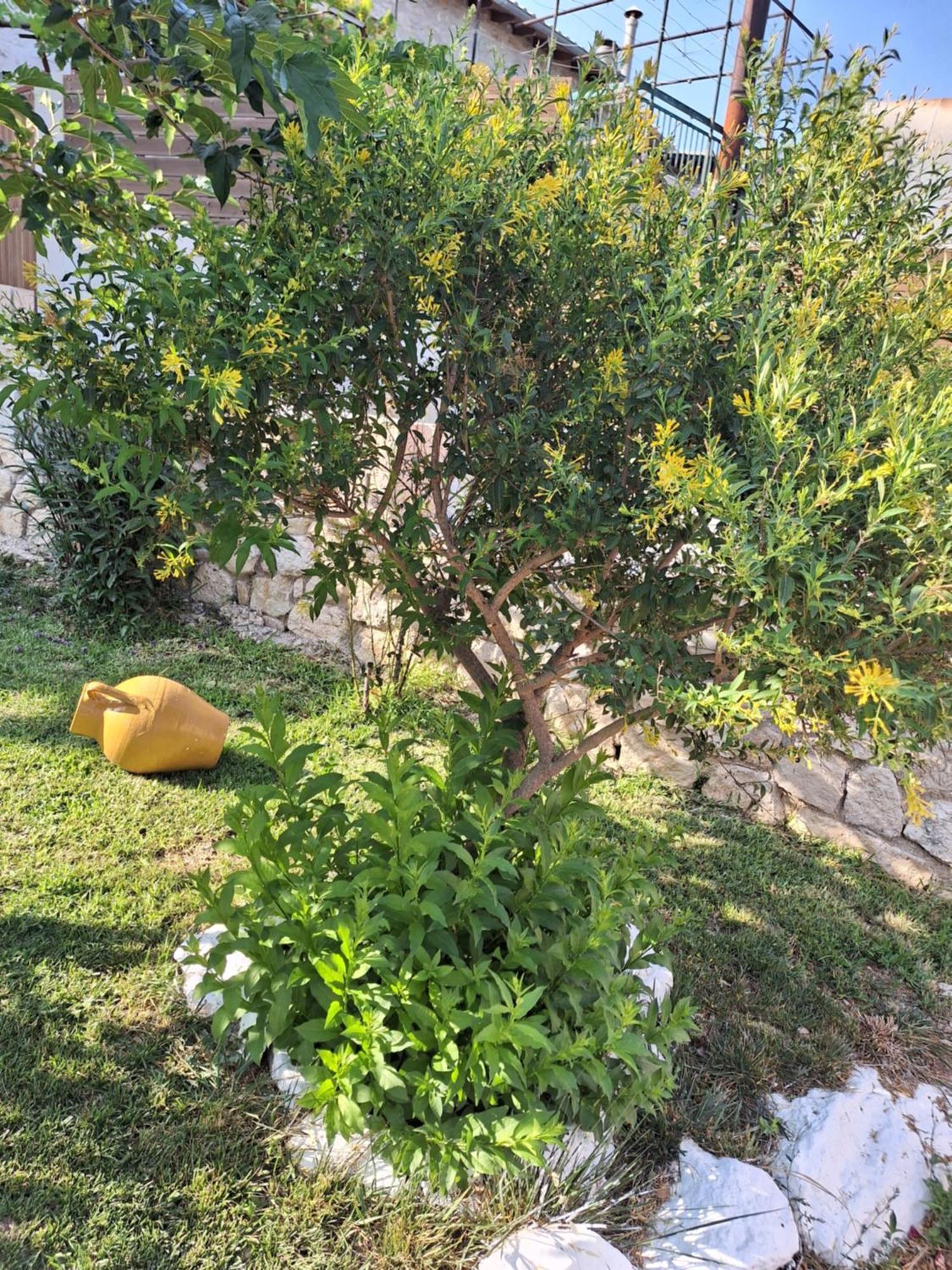 Guest House Tsanes Pinakokhorion المظهر الخارجي الصورة